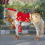 shadi-ghori
